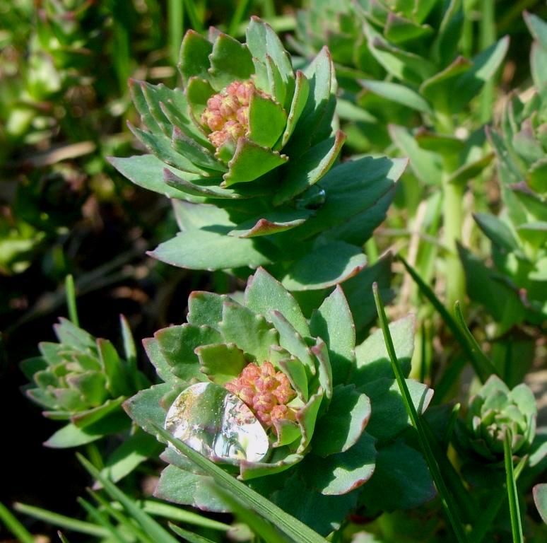 Image of Rhodiola rosea specimen.