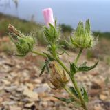 Malva setigera. Верхушка побега с соцветием с цветками в разной степени развития. Краснодарский край, м/о г. Новороссийск, ур. Широкая Балка, прибрежная гора, можжевеловое редколесье. 08.06.2014.