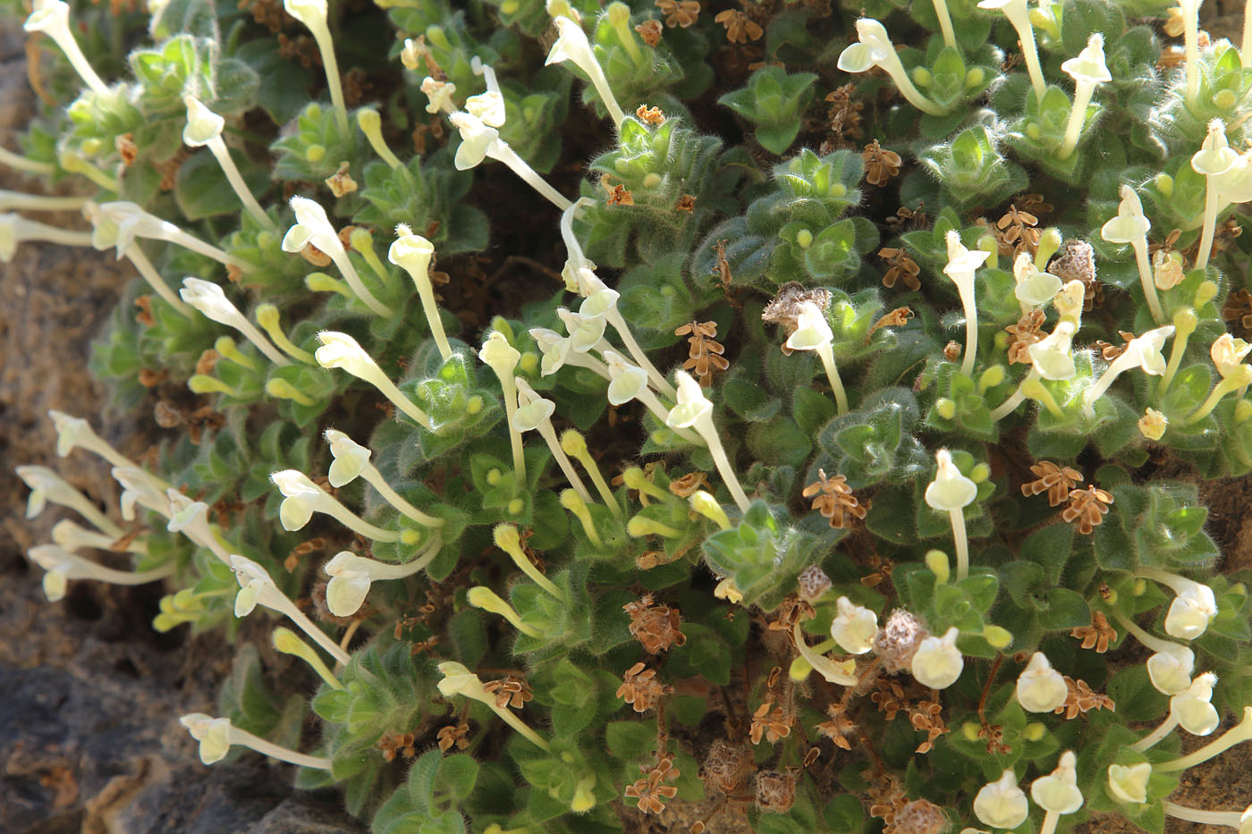 Image of Scutellaria immaculata specimen.