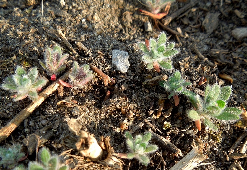 Image of Bassia scoparia specimen.