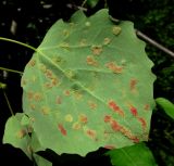 Populus tremula