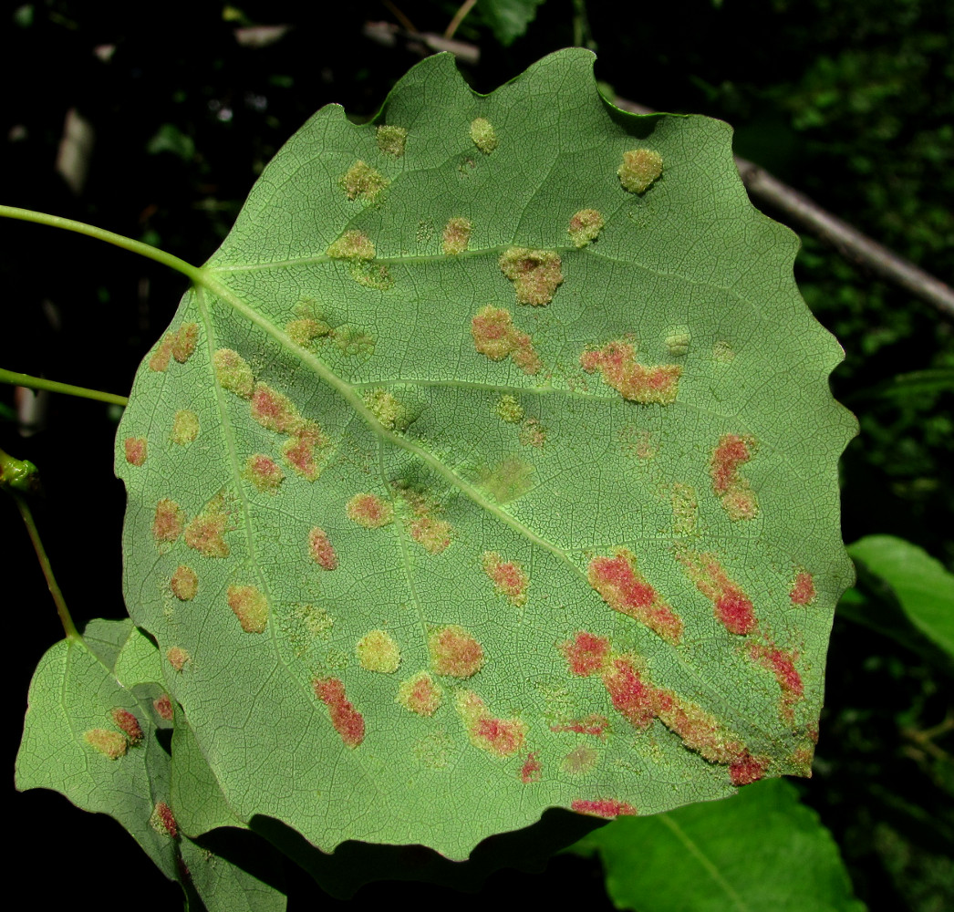 Image of Populus tremula specimen.