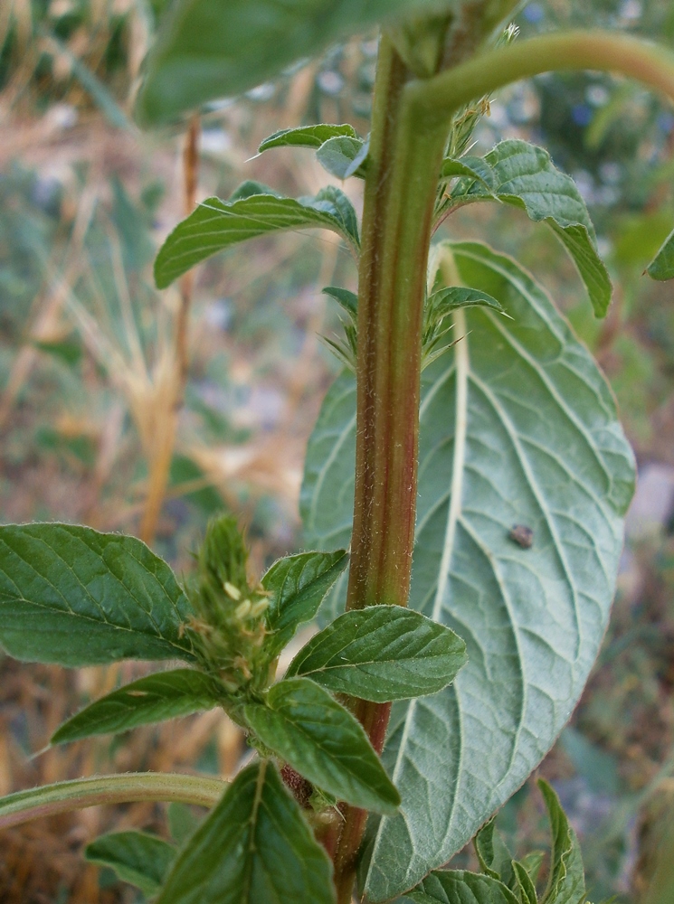 Изображение особи Amaranthus powellii.