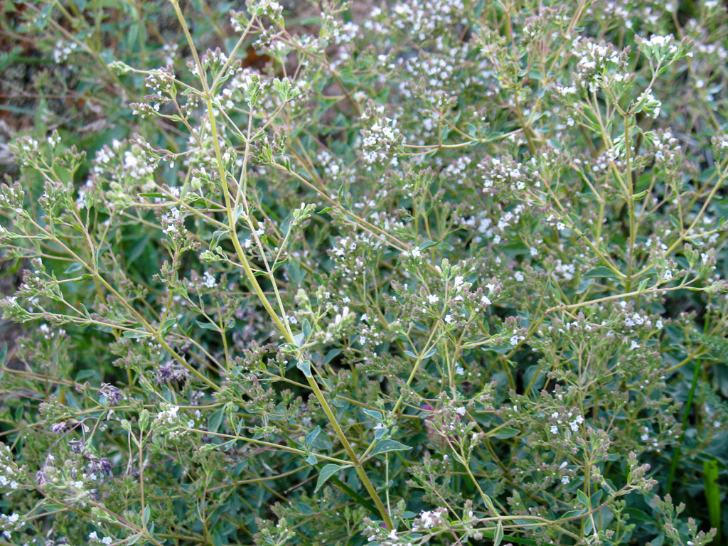 Image of Origanum tyttanthum specimen.