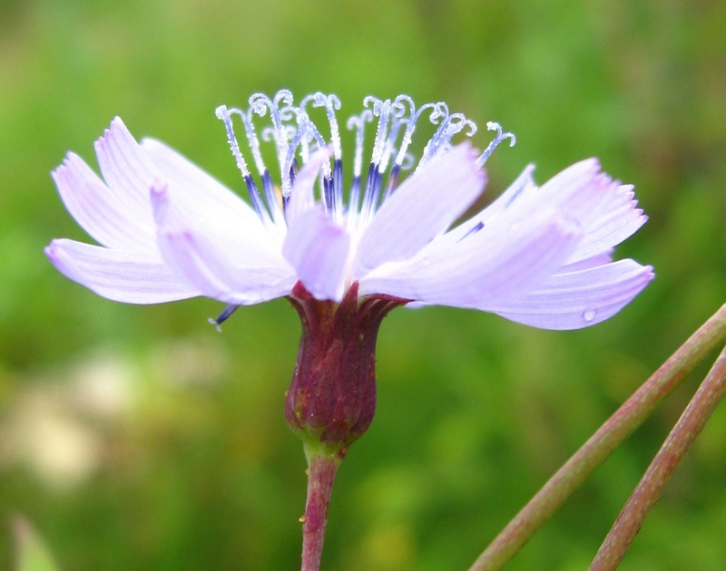 Image of Lactuca sibirica specimen.