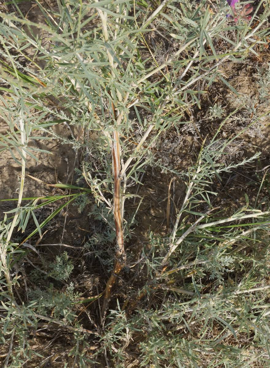 Image of Astragalus polyceras specimen.