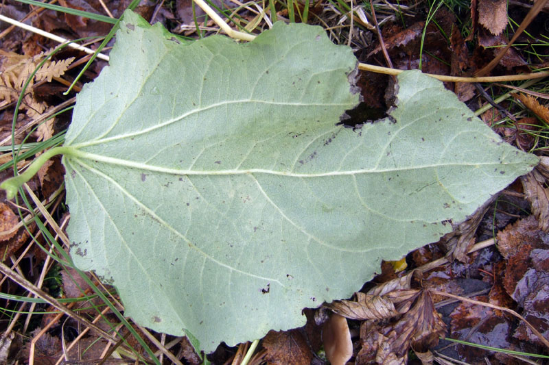 Image of Populus tremula specimen.