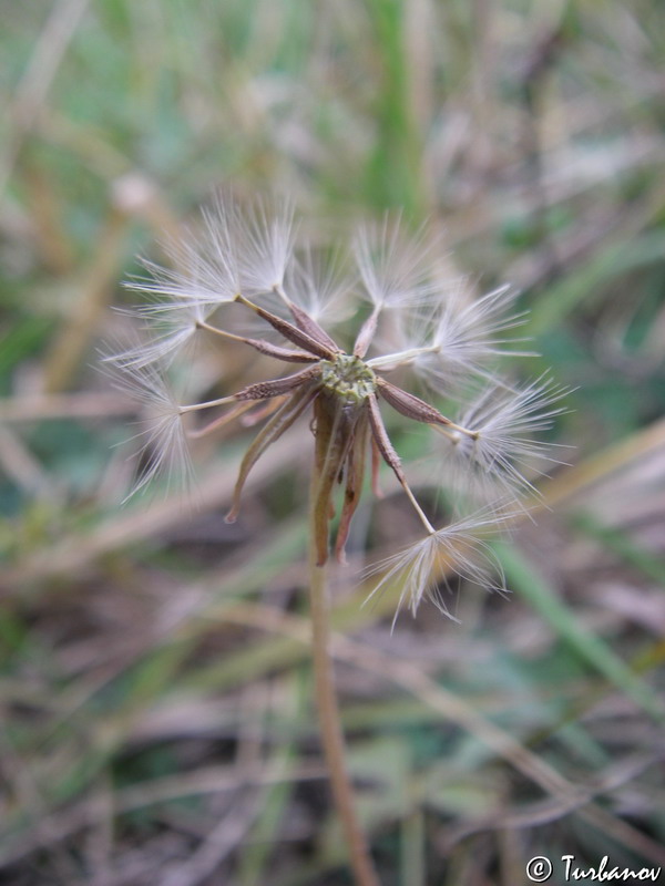 Image of Taraxacum bessarabicum specimen.