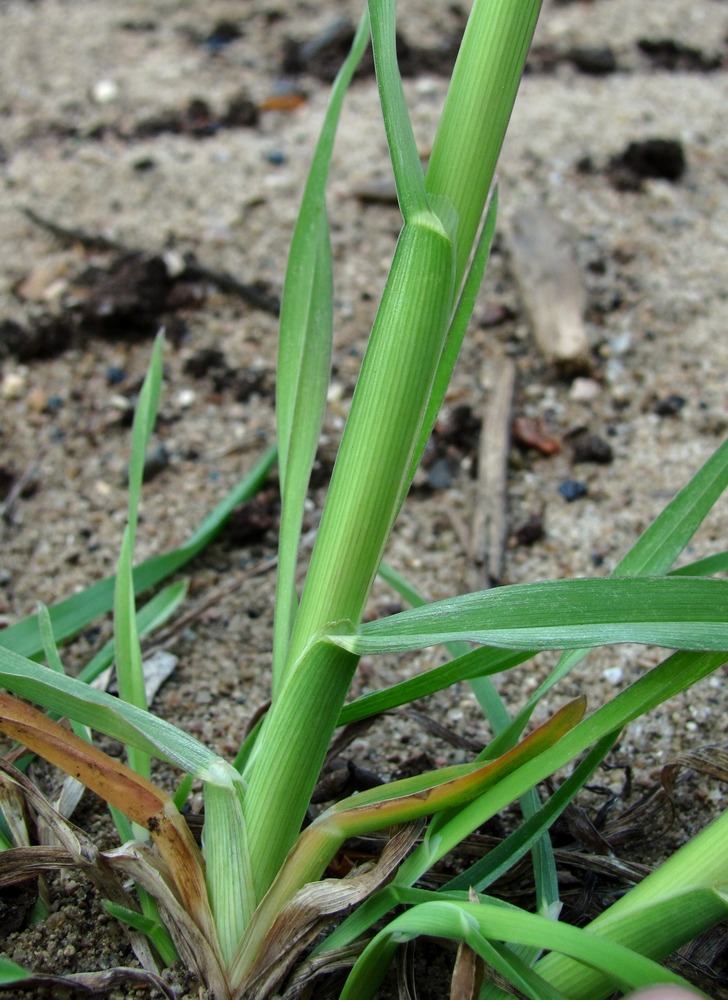 Изображение особи Dactylis glomerata.