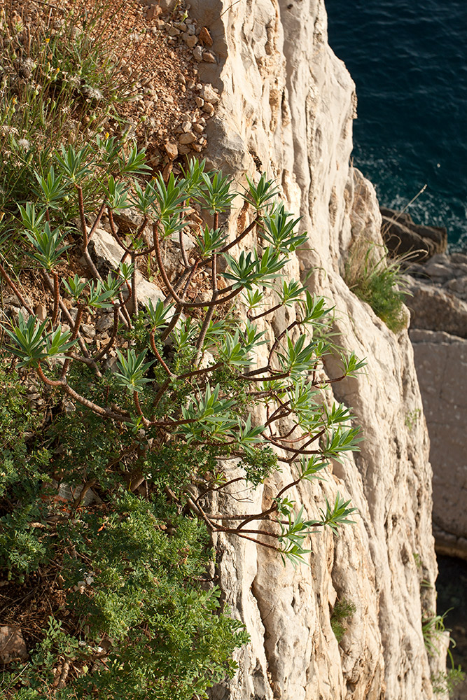 Image of Euphorbia dendroides specimen.