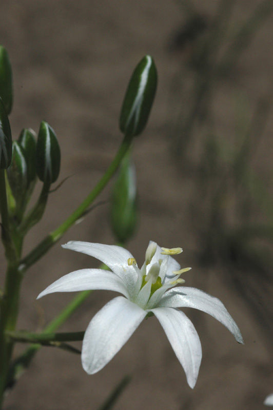 Image of genus Ornithogalum specimen.