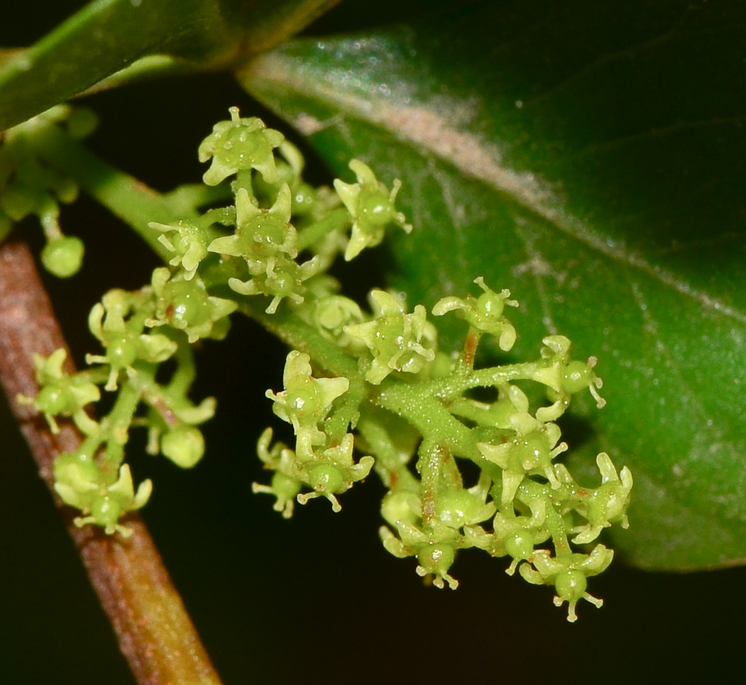 Изображение особи Rhus laevigata.