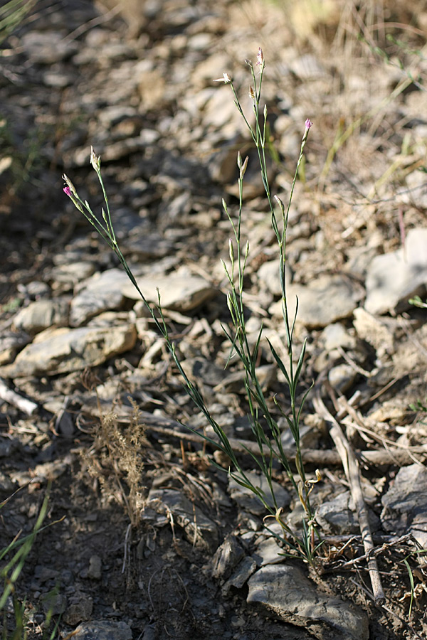 Изображение особи Dianthus karataviensis.