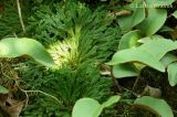 Selaginella tamariscina