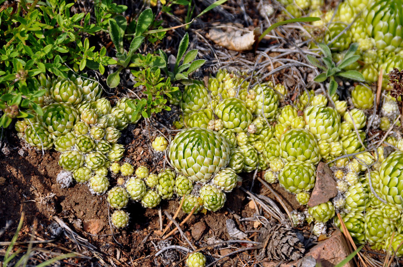 Image of Orostachys spinosa specimen.