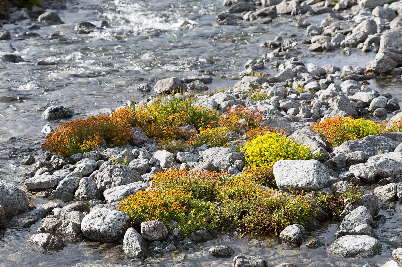 Image of Saxifraga aizoides specimen.