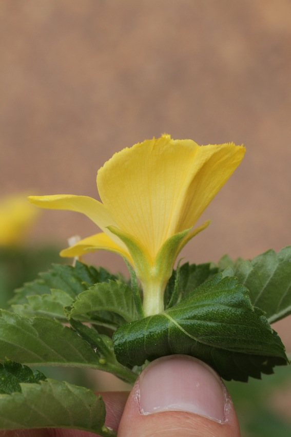 Image of Turnera ulmifolia specimen.