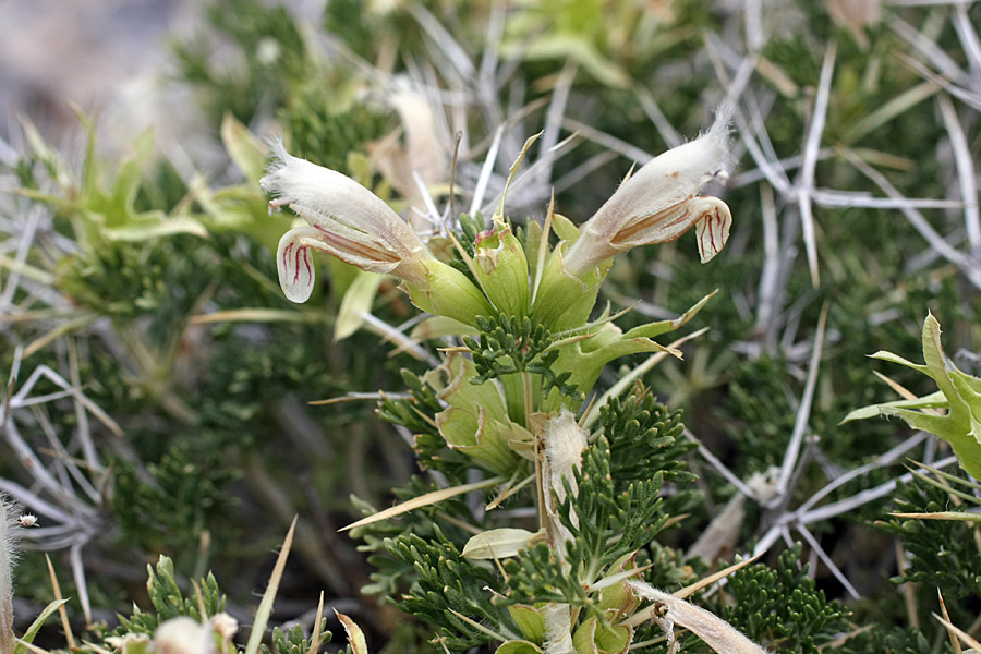 Image of Lagochilus occultiflorus specimen.