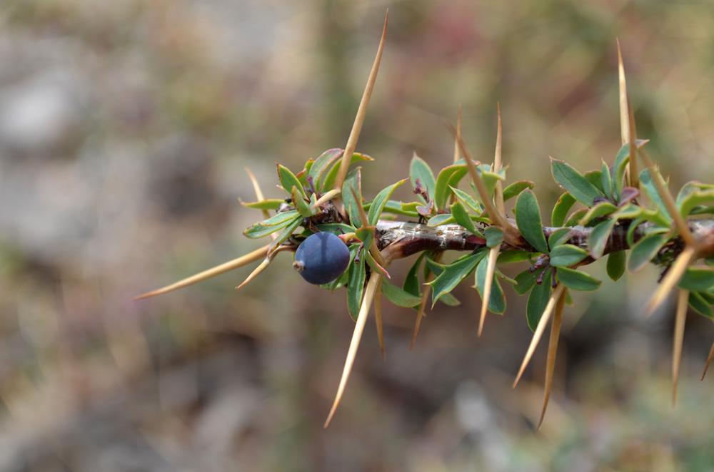 Изображение особи Berberis kaschgarica.