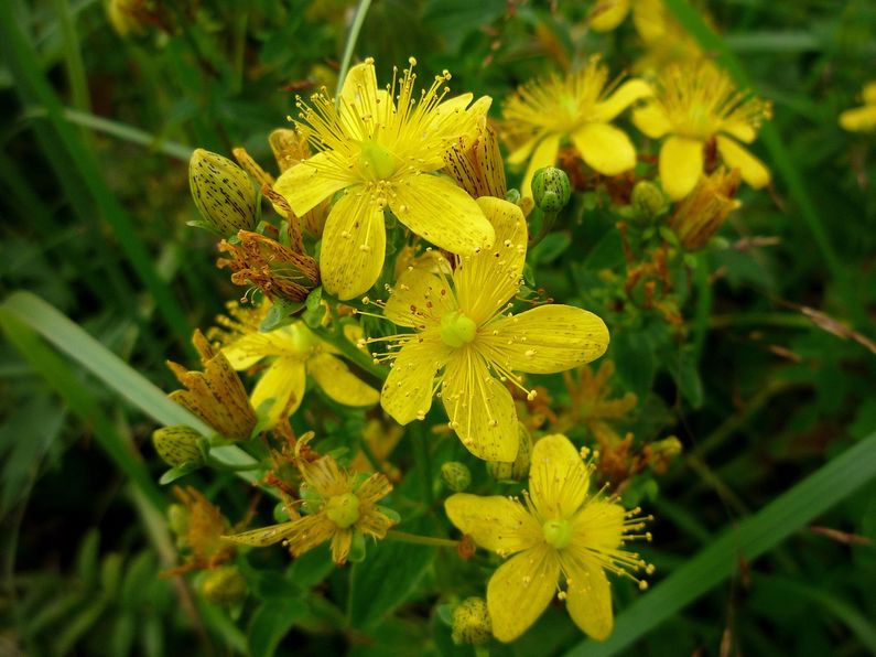 Image of Hypericum maculatum specimen.