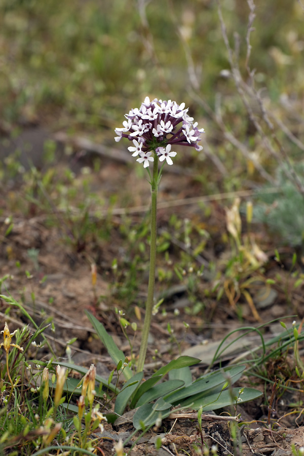 Image of Valeriana chionophila specimen.