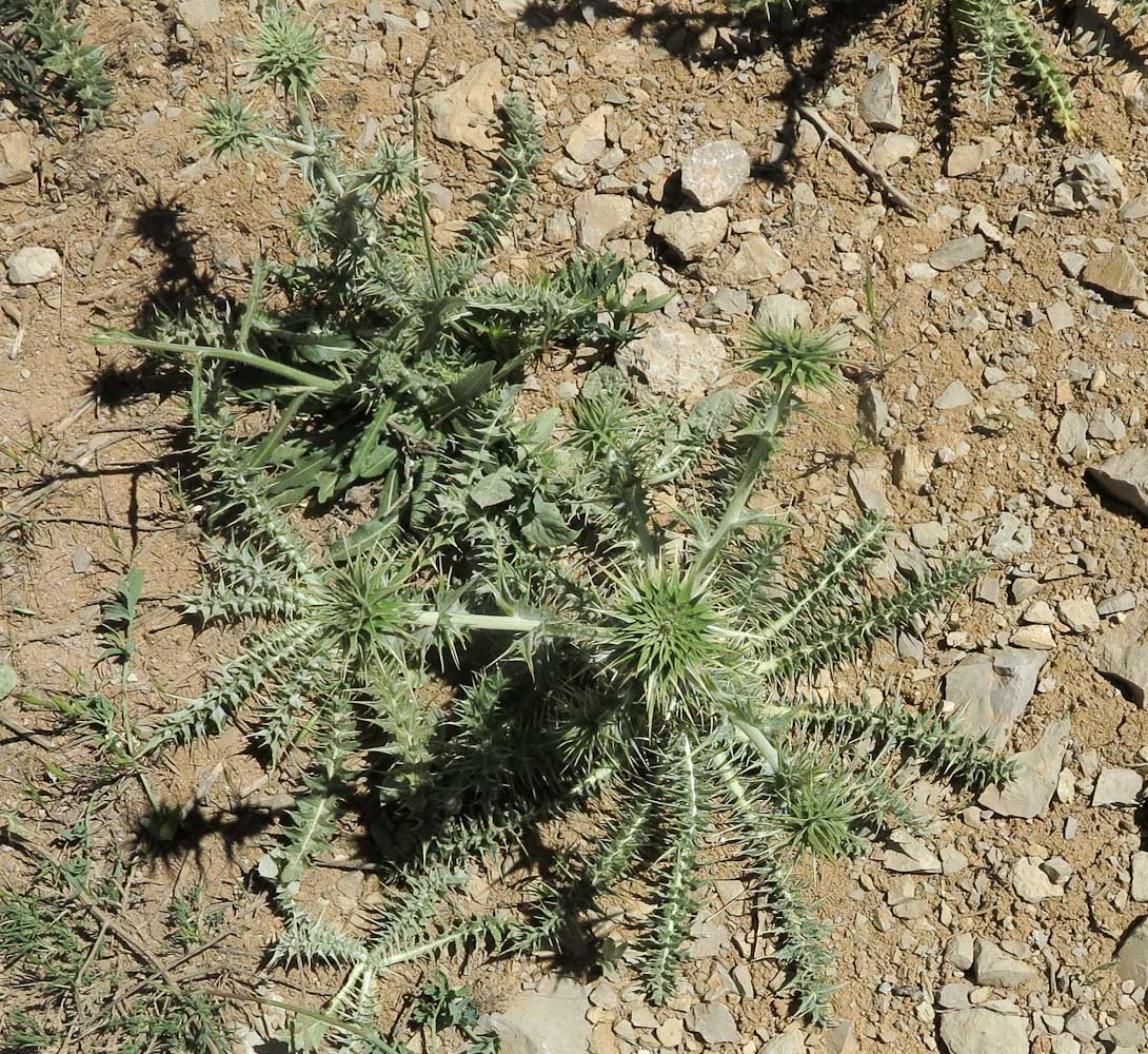 Image of Cousinia libanotica specimen.