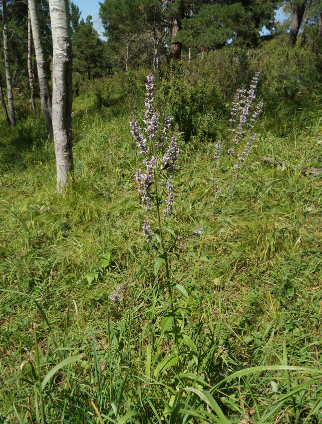 Image of Nepeta nuda specimen.