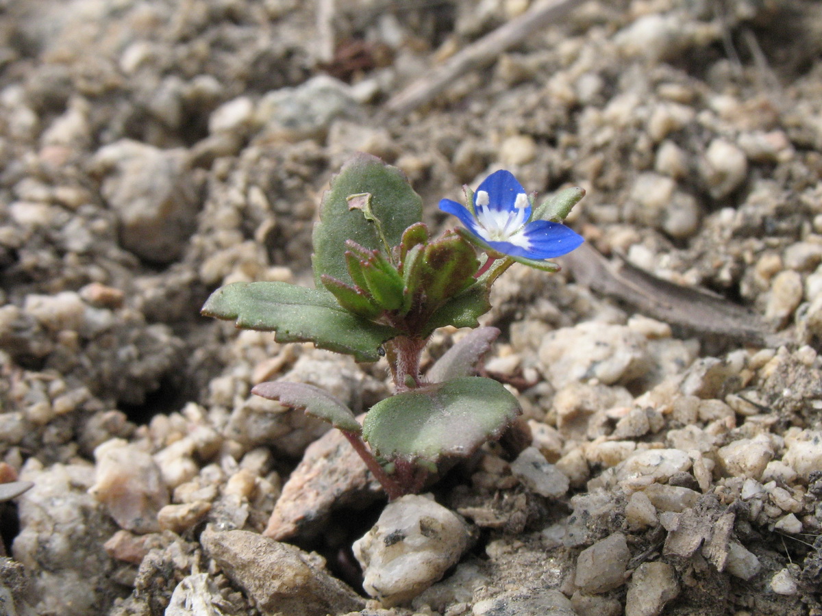 Image of Veronica campylopoda specimen.