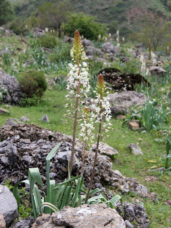 Image of Eremurus lactiflorus specimen.