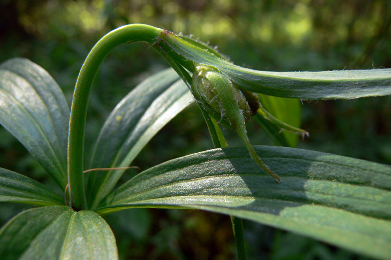 Image of Lilium pilosiusculum specimen.