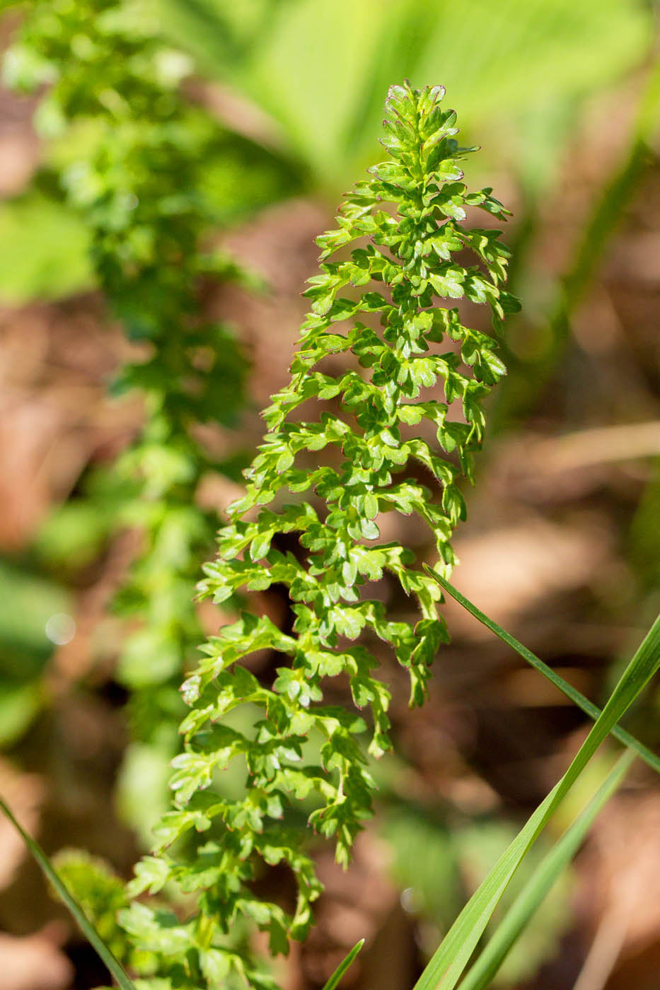 Image of Filipendula vulgaris specimen.