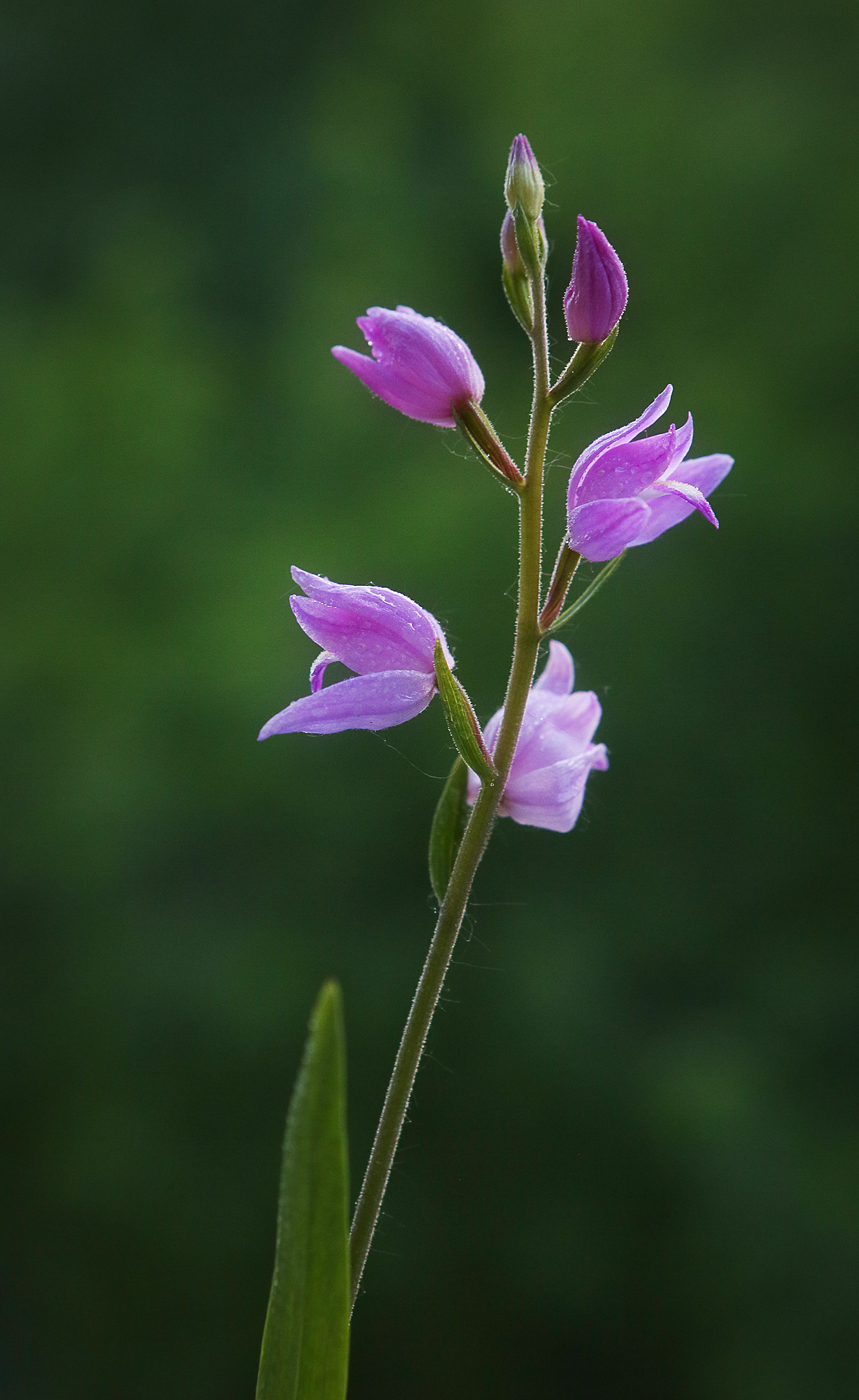 Image of Cephalanthera rubra specimen.