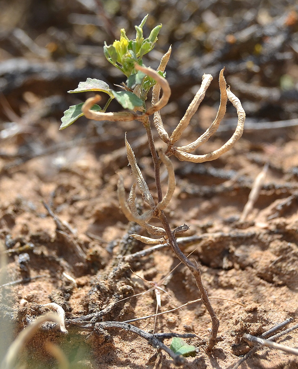 Image of Trigonella arcuata specimen.