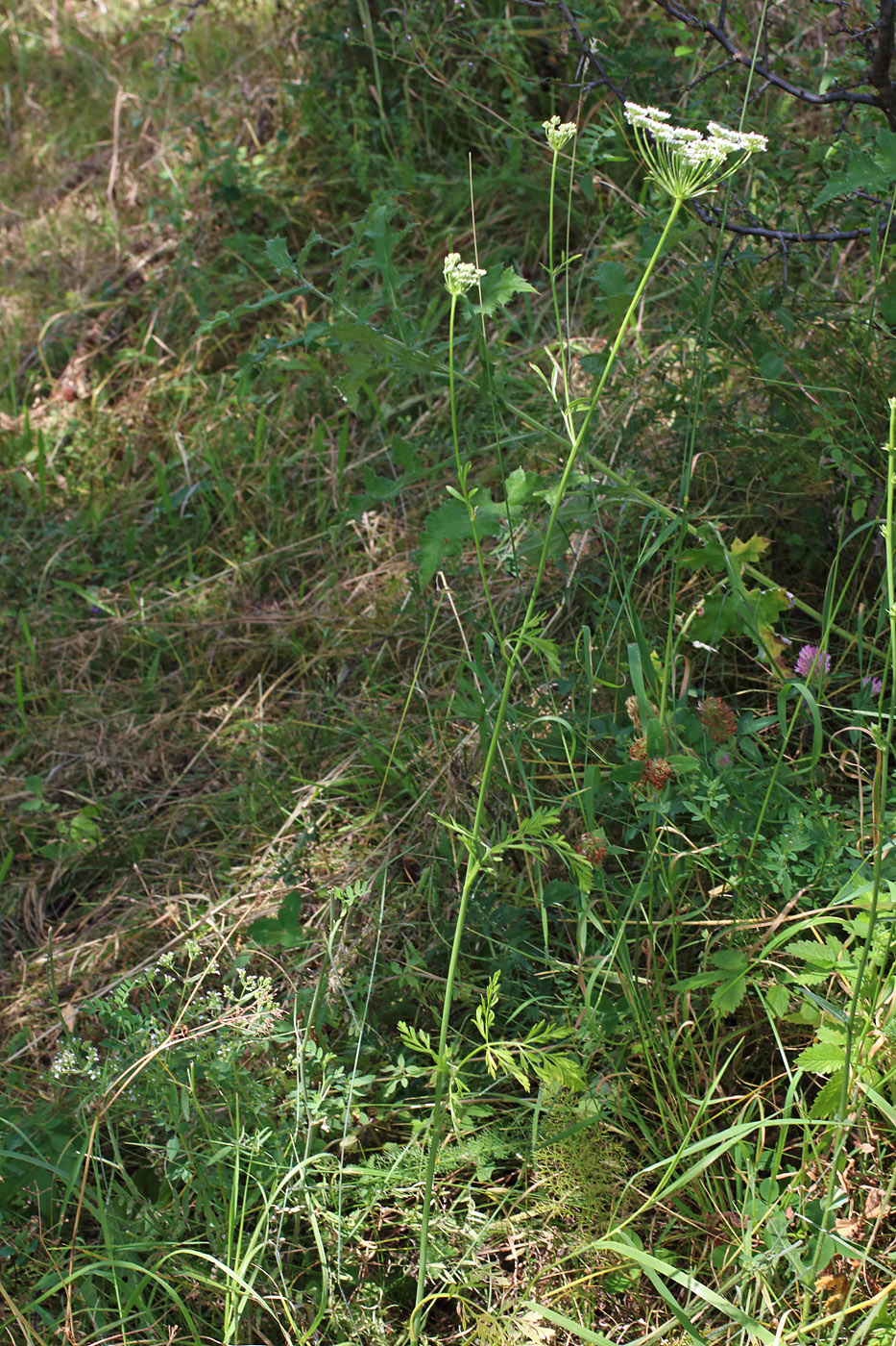 Image of Elaeosticta tschimganica specimen.