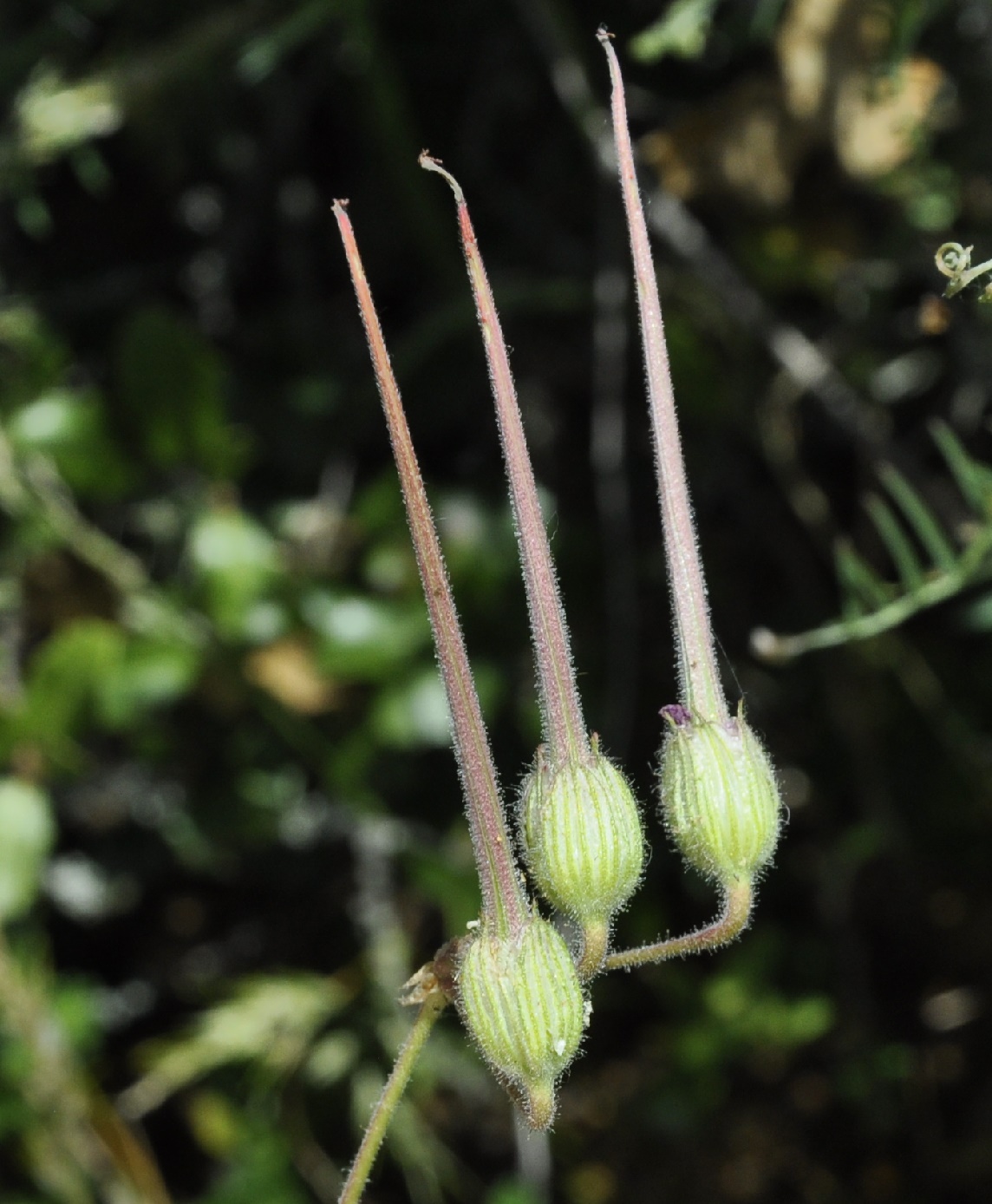 Изображение особи Erodium absinthoides.