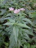 Eupatorium cannabinum. Верхушка растения с соцветиями. Беларусь, Минская обл., Дзержинский р-н, Негорельский сельский совет, недалеко от остановочного пункта Асино, берег лесного озера. 19.08.2016.