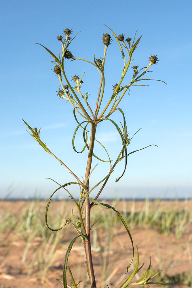 Image of Hieracium umbellatum var. dunale specimen.