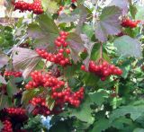 Viburnum opulus