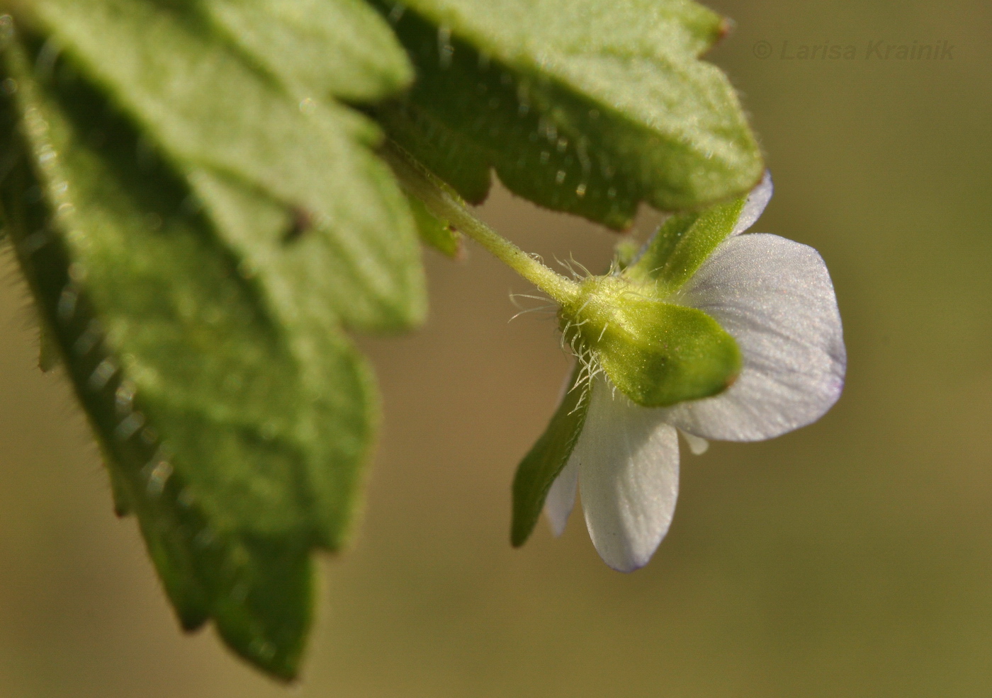 Image of Veronica persica specimen.