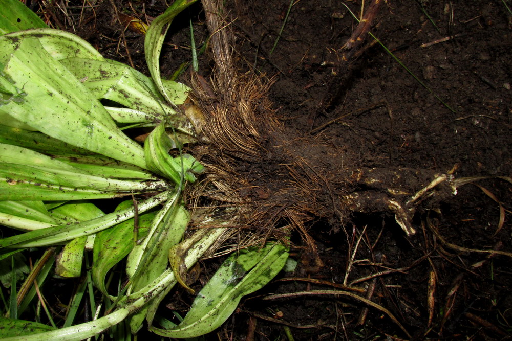 Изображение особи Gentiana macrophylla.