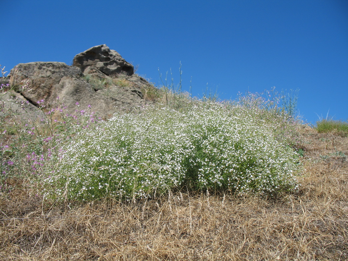 Image of Acanthophyllum gypsophiloides specimen.