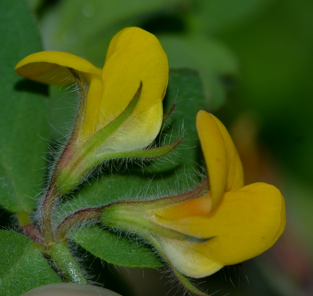 Image of Lotus palustris specimen.