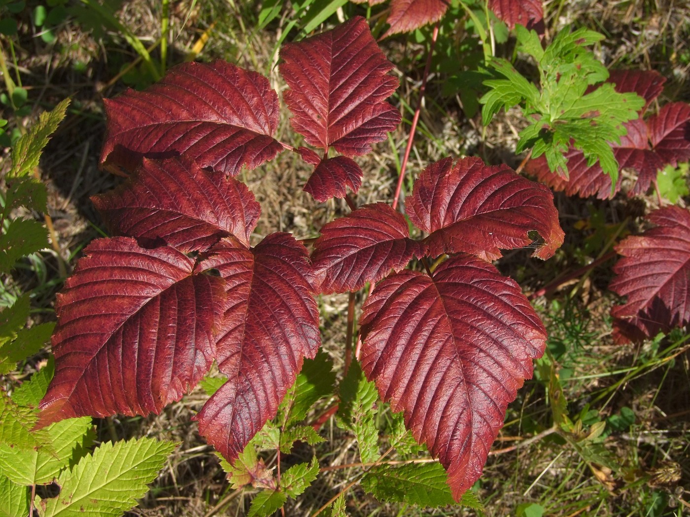 Image of Rubus arcticus specimen.