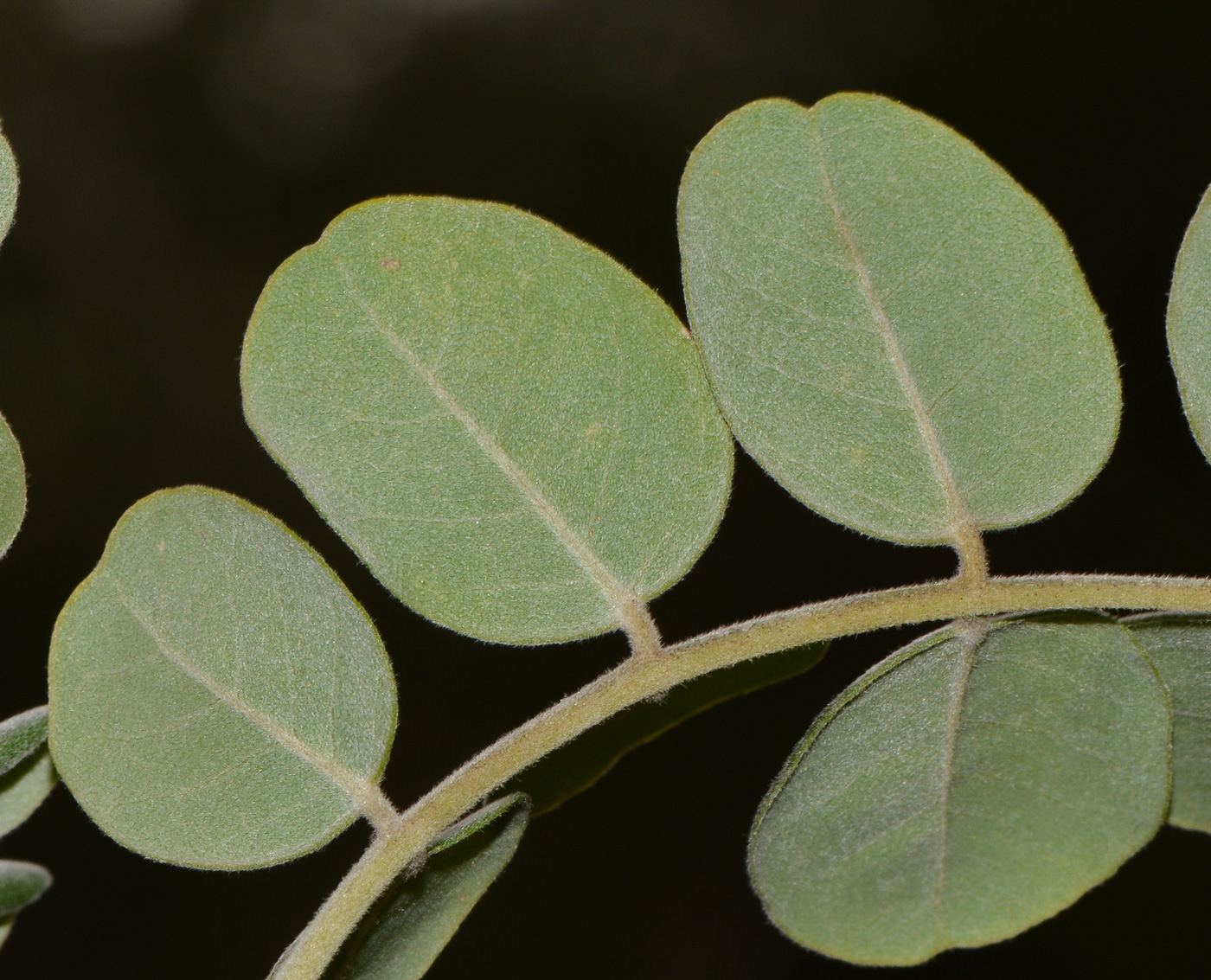 Image of Sophora tomentosa specimen.