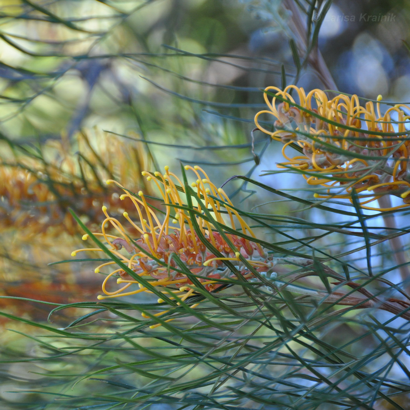 Image of genus Grevillea specimen.