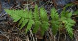 Dryopteris carthusiana