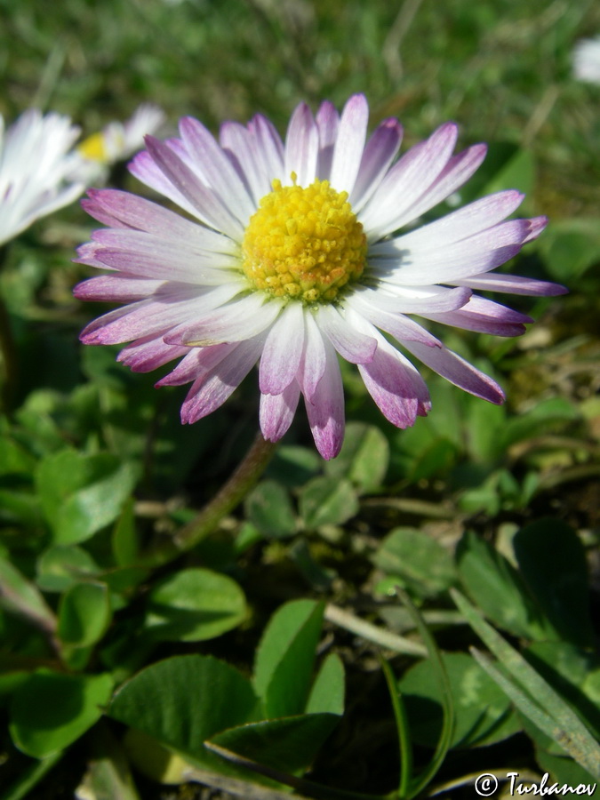 Image of Bellis perennis specimen.