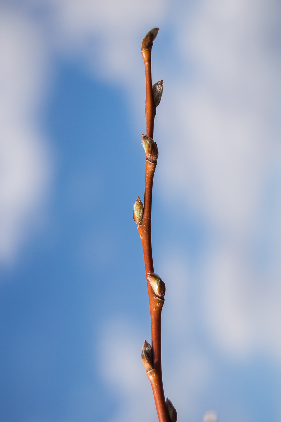 Image of genus Salix specimen.