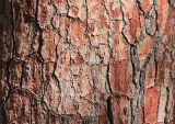 Pinus pinaster. Участок коры взрослого дерева. Абхазия, г. Сухум, Сухумский ботанический сад, в культуре. 7 марта 2016 г.
