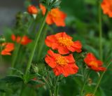 Geum quellyon